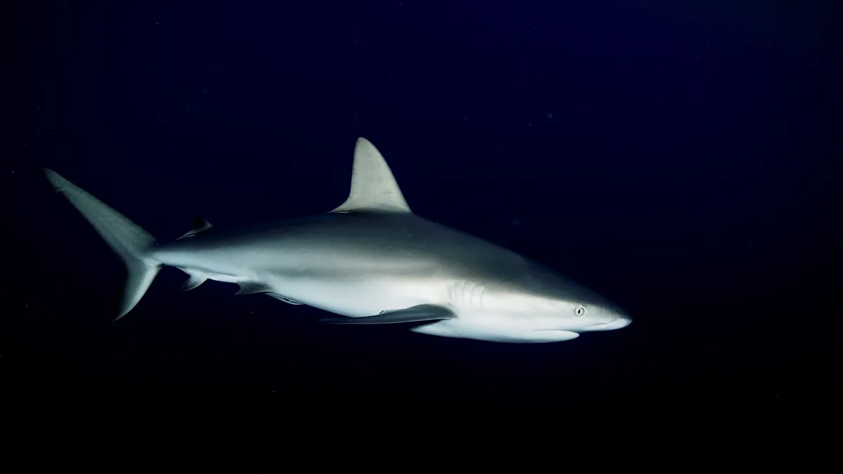 Underwater image of a single shark swimming across a dark blue/black ocean background with visible light rays and particulate specks; the shark is lit from above, showing a pale underside and dorsal fin.