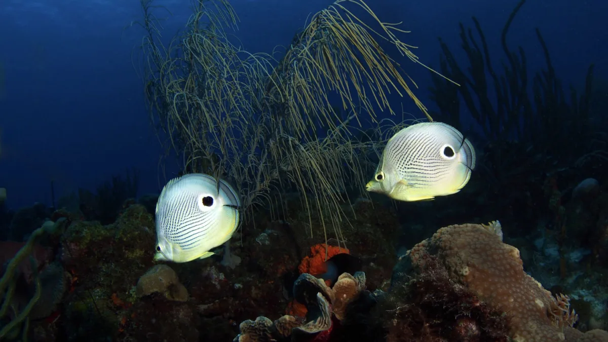 two curacao angel fish 1500x1125