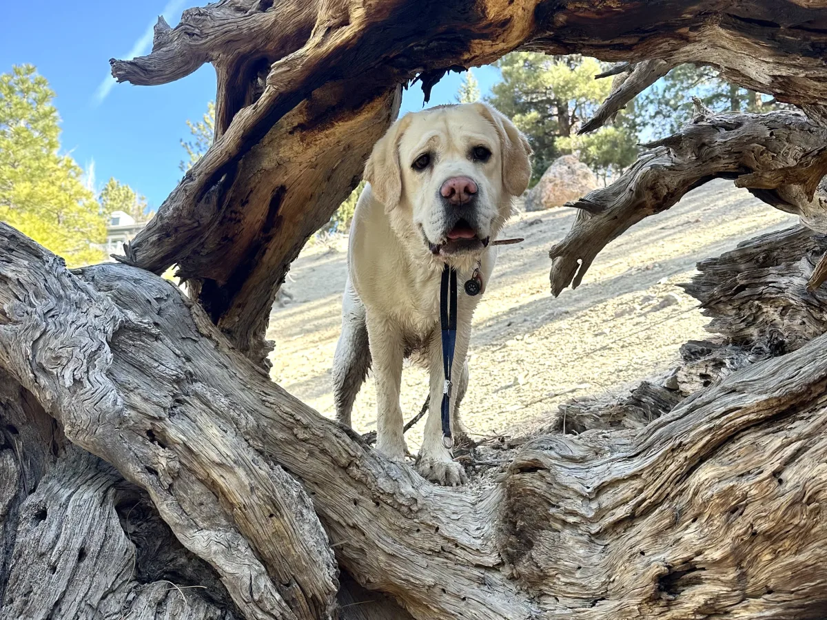 Outdoor photo of a light-colored dog standing under/within a large, weathered fallen tree trunk with twisted wood grain, framed by branches against a blue sky and a pine-dotted background.