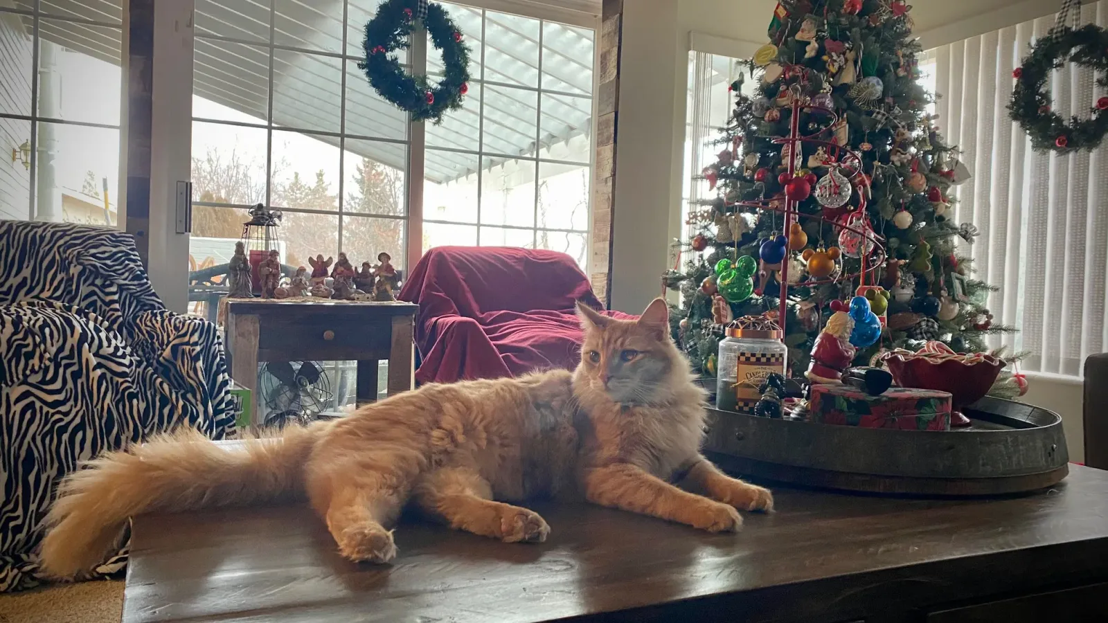 Indoor living room scene with a long-haired orange cat lying on a wooden coffee table in the foreground.