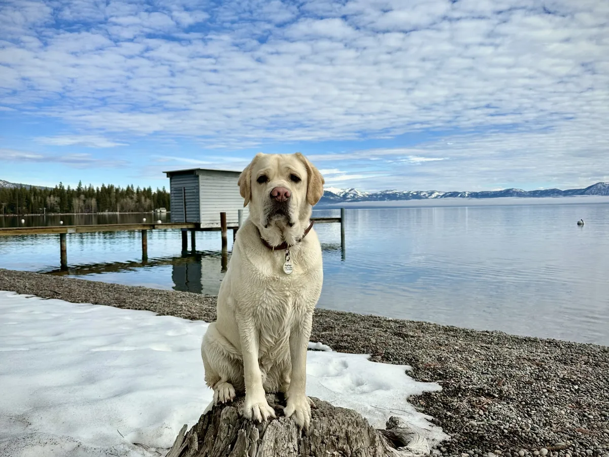 A light-colored dog sits on a weathered tree stump on a pebbled shoreline with patches of snow.