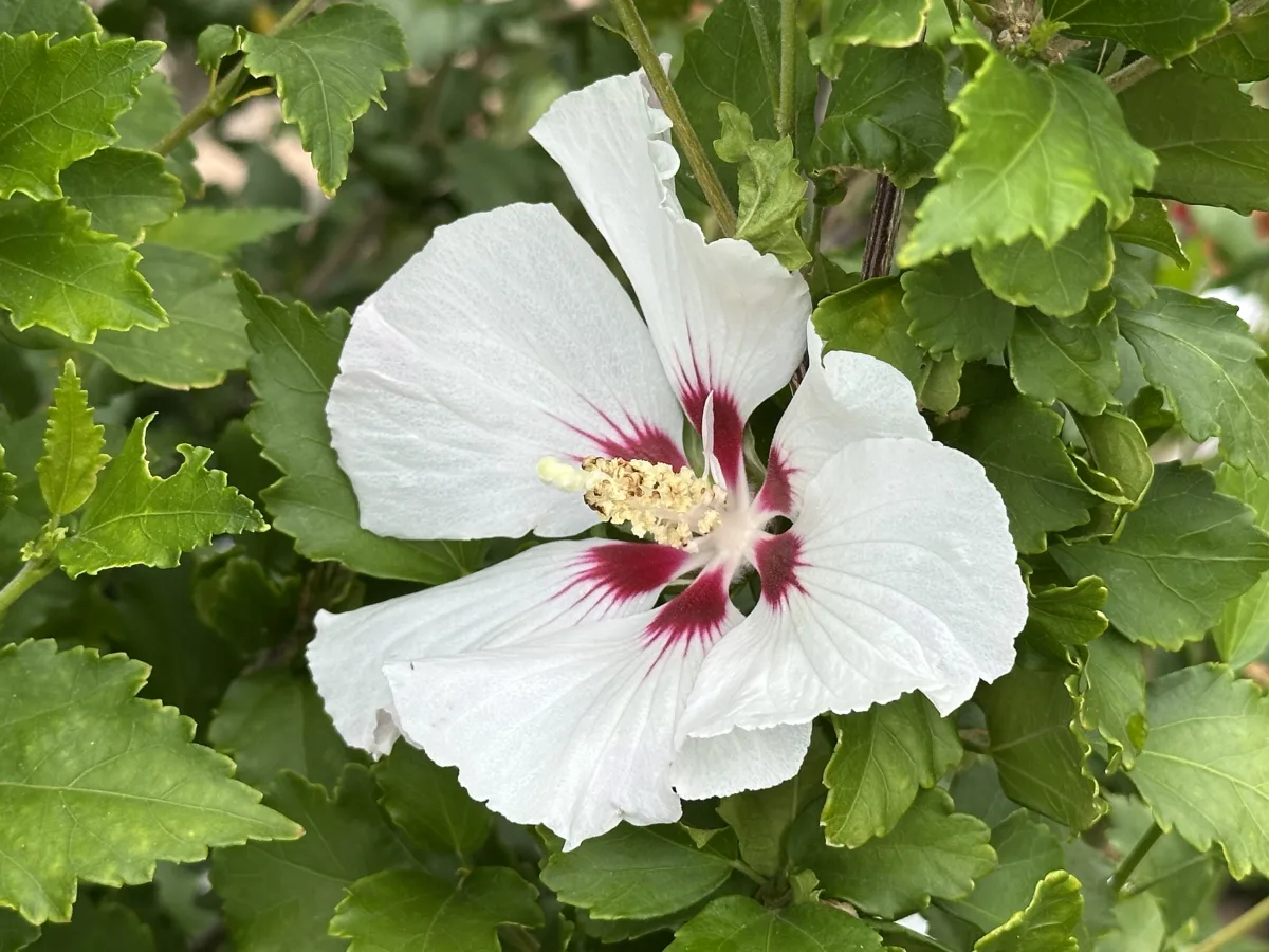 Close-up photo of a white, five-petaled flower with a deep red/magenta star-shaped center pattern and a prominent pollen-covered stamen, surrounded by dense green leaves.