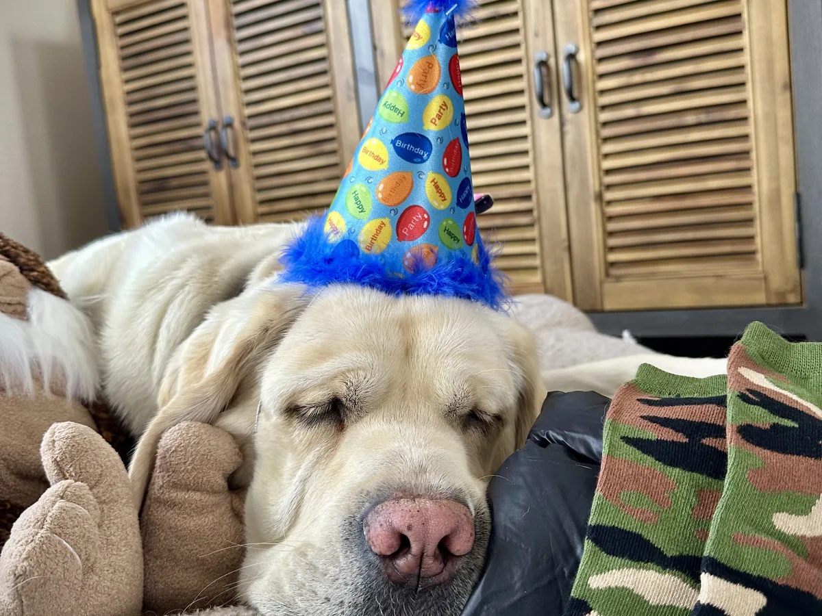 Indoor close-up photo of a light-colored dog resting with eyes closed, wearing a blue cone-shaped birthday party hat with blue feather trim; wooden louvered cabinet doors in the background and soft textiles in the foreground.