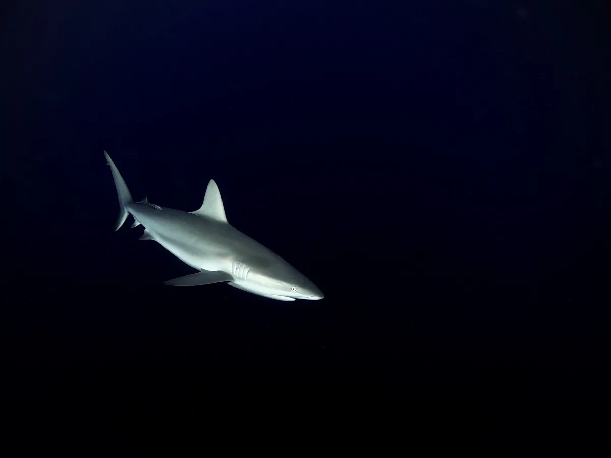 san salvador bahamas reef shark
