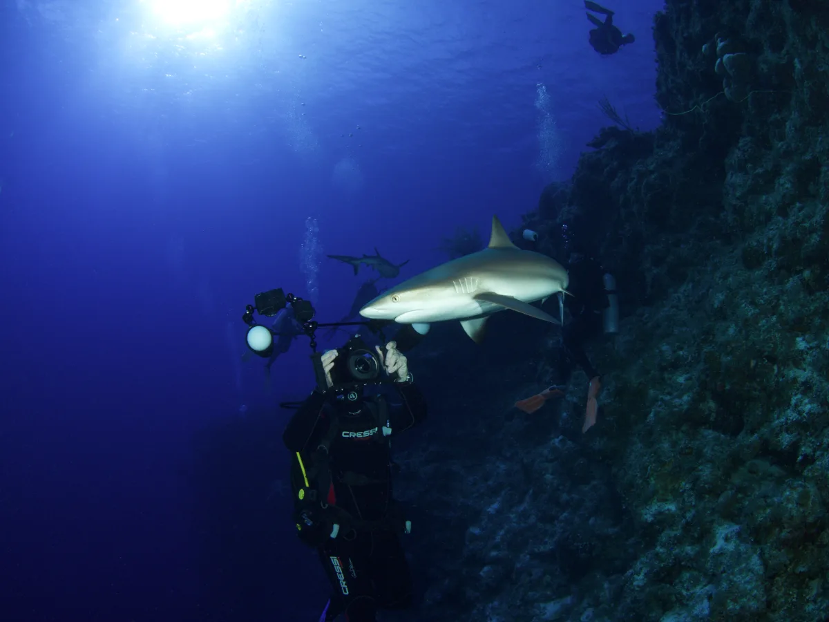Underwater scene with scuba divers near a reef wall; a large shark swims close to a diver holding an underwater camera rig.