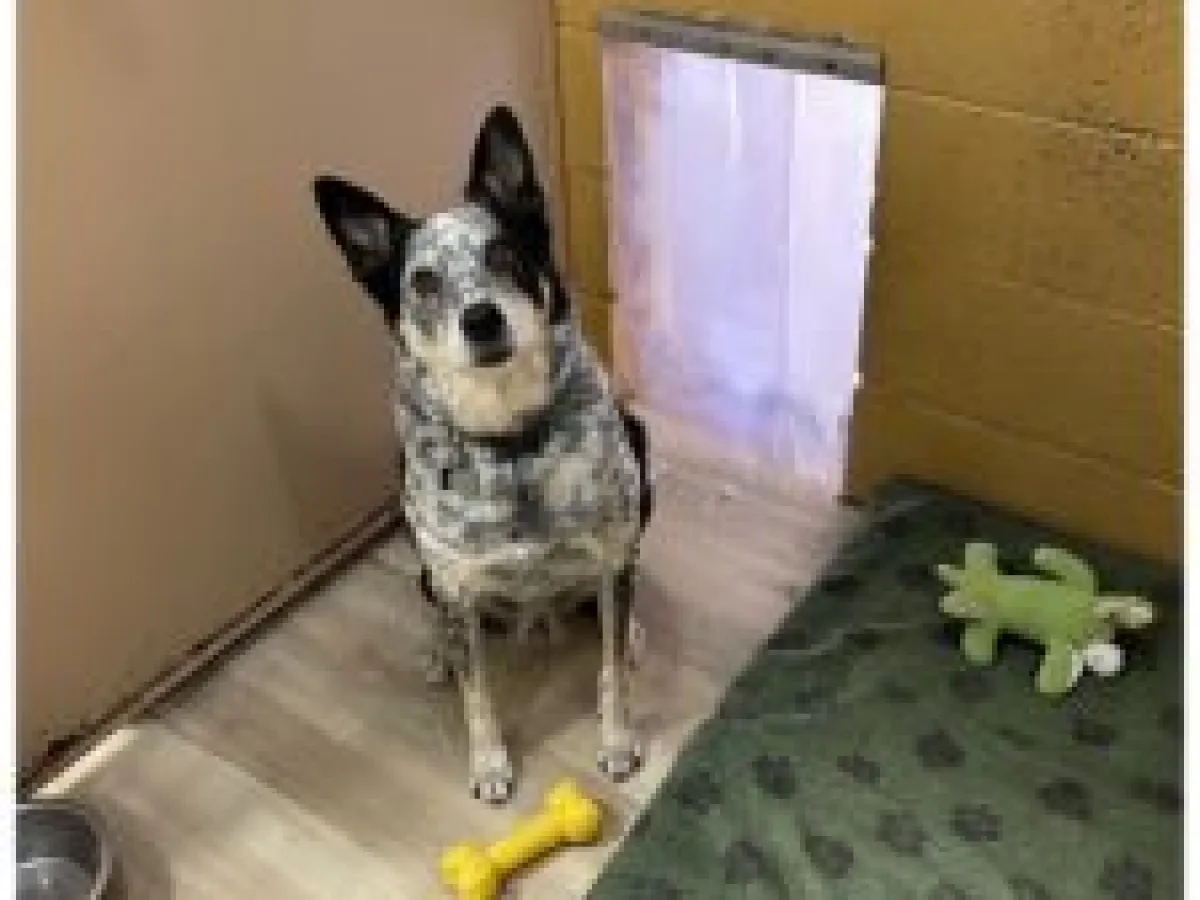 boarding-medium-dog-gal